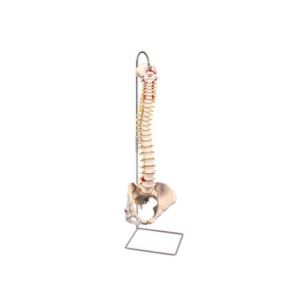 3B Anatomical Model - Flexible Spine, Classic, Female Pelvis